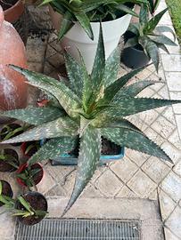 Talee Aloe Maculata