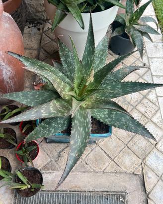 Talee Aloe Maculata
