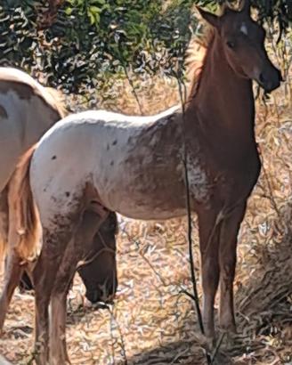 Cavallo / puledro barok pinto