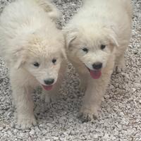 Cucciolo pastore maremmano abruzzese