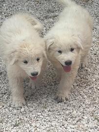 Cucciolo pastore maremmano abruzzese