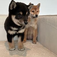 Shiba