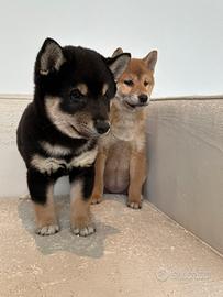 Shiba