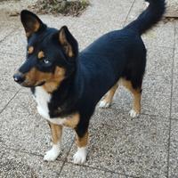 Mix husky e pastore tedesco femmina
