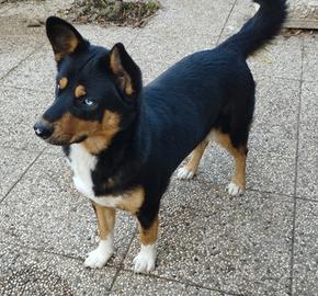 Mix husky e pastore tedesco femmina