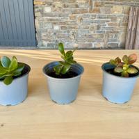 Albero di Giada 3 pz.