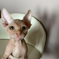 Cucciola di Sphynx