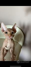Cucciola di Sphynx