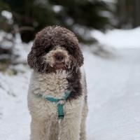 Cane per Accoppiamento