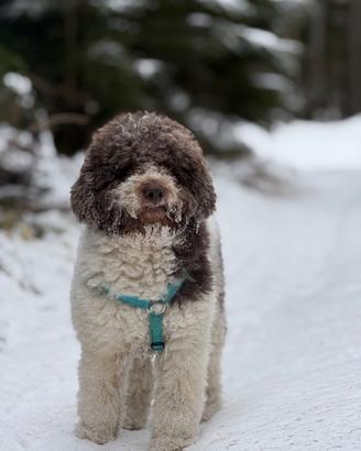 Cane per Accoppiamento