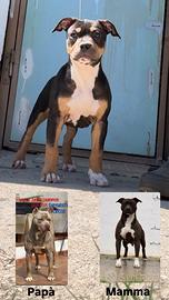 Pit bull