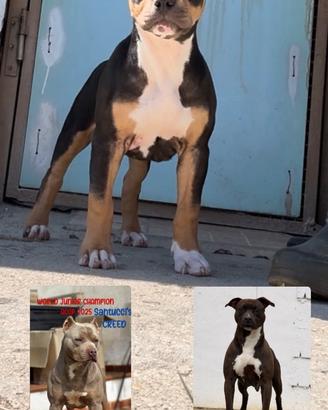 Pit bull