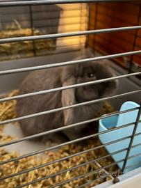 Coniglio nano ariete blu +gabbia/ accessori