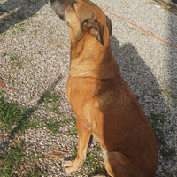 Cercoo cane maschio per accoppiamento