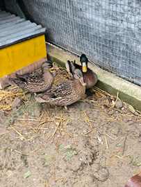 Anatre papere germani