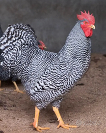 Gallo amrock non spedisco