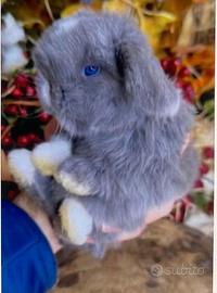 Mini lop