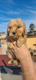 Cucciolo di cocker barboncino (cockapoo)