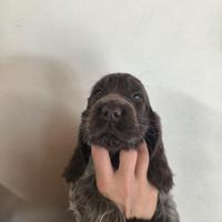 Disponibili meravigliosi cuccioli di cocker spanie