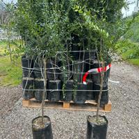 Piante di finger lime