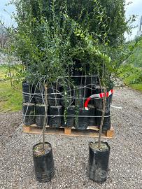 Piante di finger lime