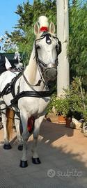 Cavallo in carrozza