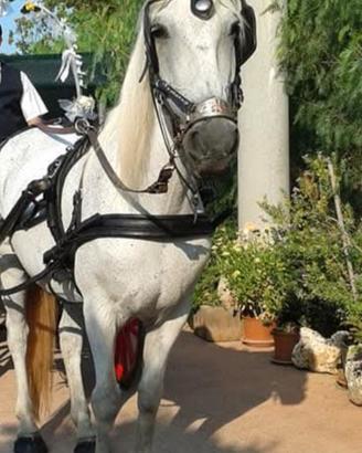 Cavallo in carrozza