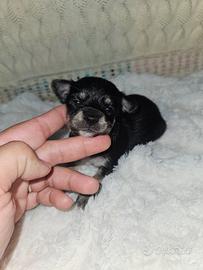 Chihuahua tricolore femmina