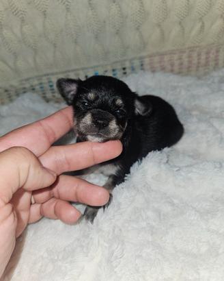 Chihuahua tricolore femmina