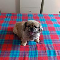 Cani di razza pechinese