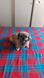 Cani di razza pechinese