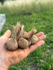 Bulbi di zafferano