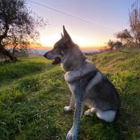 Cane lupo cecoslovacco per monta