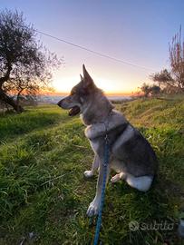 Cane lupo cecoslovacco per monta