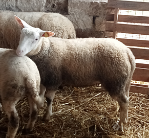 Pecora montone Berrichon du Cher