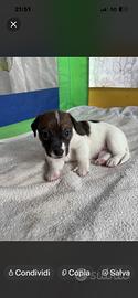 Ultimo maschietto di Jack Russell