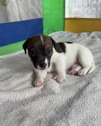 Ultimo maschietto di Jack Russell