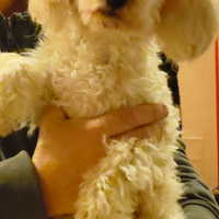 Barboncino champagne