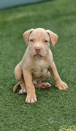 Cuccioli di American Pitbull terrier 