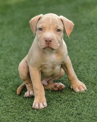 Cuccioli di American Pitbull terrier 