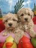 eccezionali-cuccioli-maltipoo-taglia-piccola