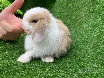 Conigli minilop ariete nano