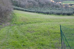 Terreno agricolo con olivi