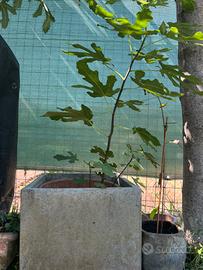 Pianta Di Fico