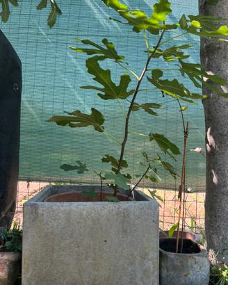 Pianta Di Fico