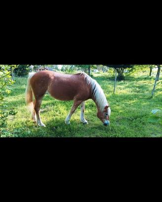 Cavallo
