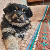 Cane barboncino meticcio