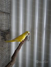 Parrocchetto monaco femmina