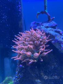 Anemone Enctamea Quadricolor