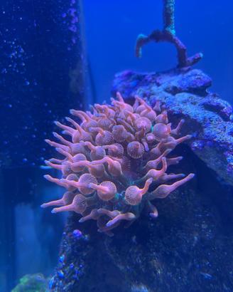Anemone Enctamea Quadricolor